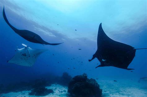 The Cultural Significance of Hawaii's Manta Rays to the Local Community